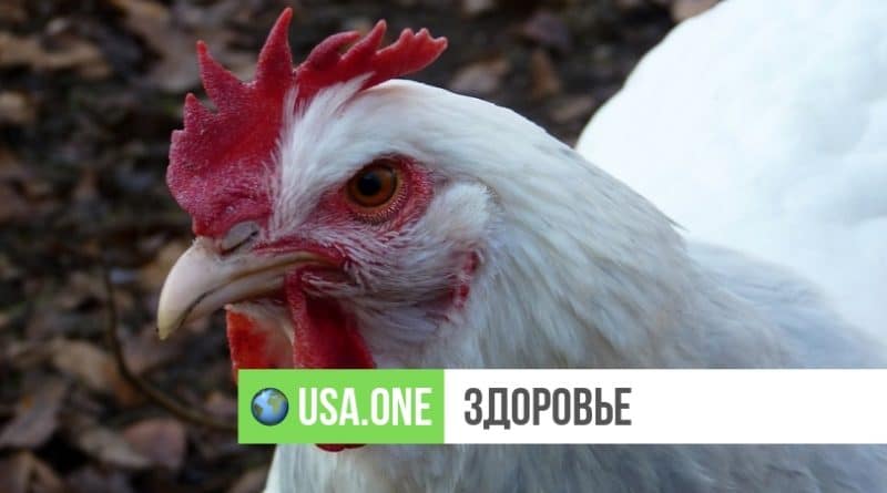 Здоровье: CDC не рекомендует американцам мыть курицу перед приготовлением