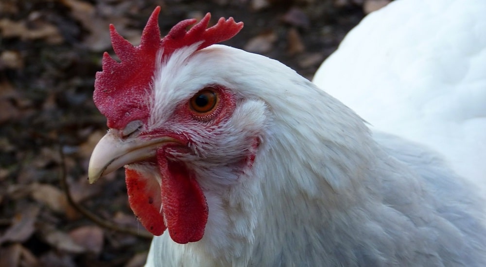 Здоровье: CDC советует не мыть курицу