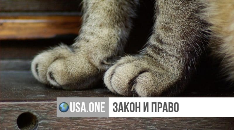Закон и право: Нью-Йорк планирует запретить удаление когтей у кошек