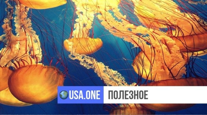 Полезное: Посетителей Jersey Shore предупреждают о ядовитых медузах, выделяющих парализующие токсины