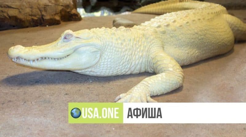 Афиша: В зоопарк Иллинойса привезли Снежинку: парк станет временным домом невероятно редкого аллигатора-альбиноса