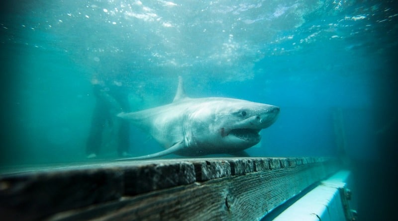 Локальные новости: В проливе Лонг-Айленд недалеко от берега замечена трехметровая белая акула (фото)