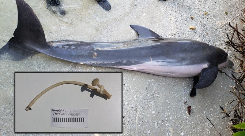 Локальные новости: На пляж выбросило дельфина, в желудке которого нашли 60-сантиметровый душевой шланг (фото)