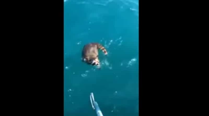Видео: Юрист из Флориды прогнал енота с яхты и не помог ему, когда животное начало тонуть (видео)