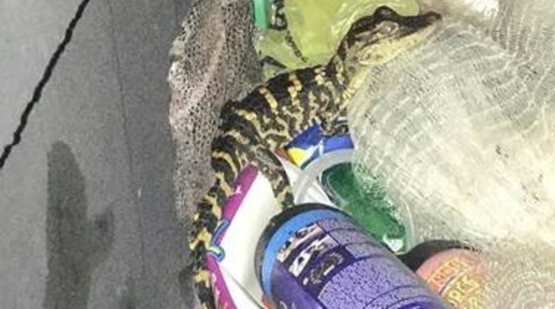 Происшествия: Девушка из Флориды вытащила из штанов аллигатора, когда ее остановили патрульные (фото)