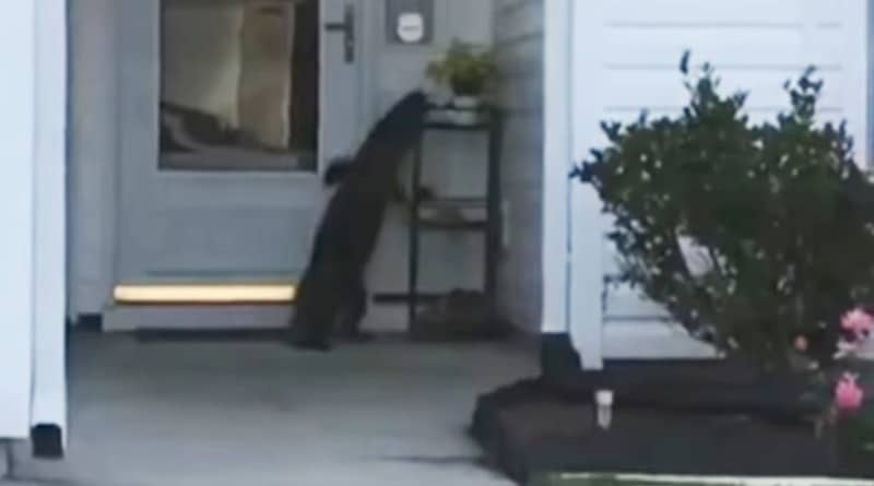 Видео: В США аллигатор пытался позвонить в дверной звонок, а потом улегся на крыльце (видео)