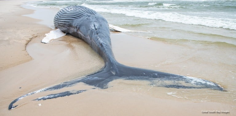 Локальные новости: мертвый кит