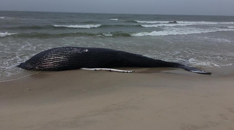 Локальные новости: В Нью-Йорке на берег выбросило 11-метровую самку горбатого кита (фото)