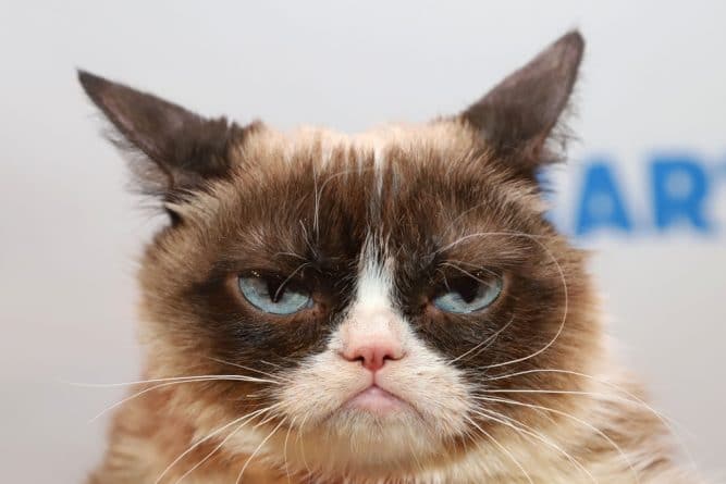 Знаменитости: Самая известная кошка в мире Grumpy Cat умерла из-за осложнений от инфекции
