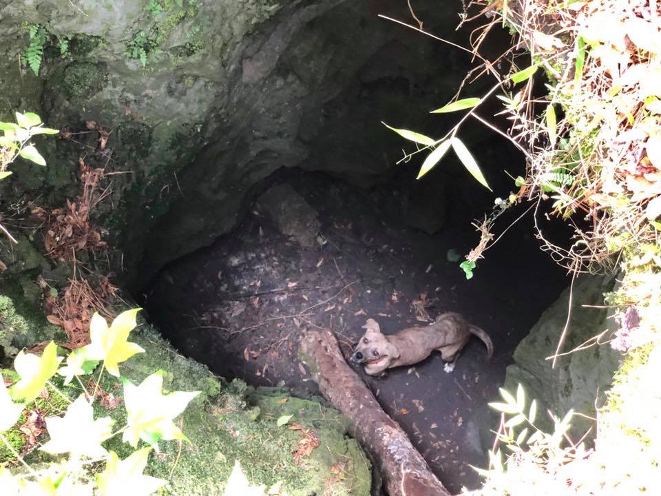 Локальные новости: Флоридец спас собаку, которая просидела в глубокой пещере почти 3 недели, услышав как она воет