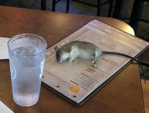 Локальные новости: Неожиданный десерт. В Лос-Анджелесе крыса упала на стол, пока женщина делала заказ