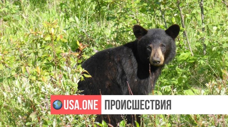 Локальные новости: В Орегоне власти убили молодого черного медведя, с которым постоянно делали селфи