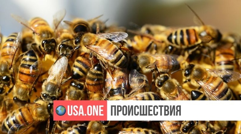 Происшествия: Пчелиный ад: на дороге перевернулся грузовик, в котором перевозили более 130 миллионов пчел