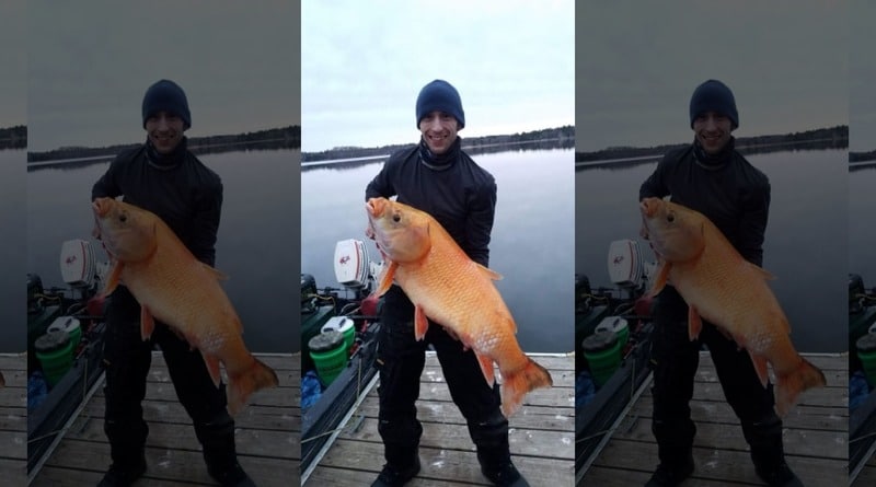 Наука: В США выловили гигантскую оранжевую рыбу, которой может быть больше 100 лет (фото)