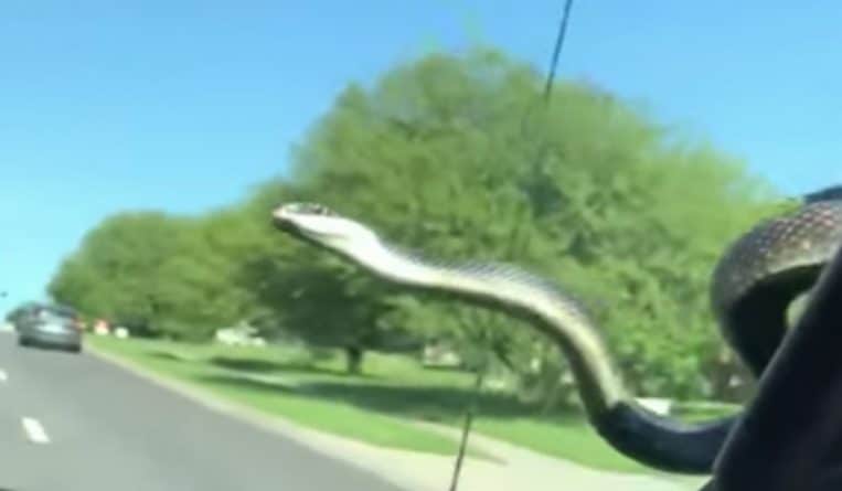 Происшествия: Двое мужчин ехали в машине, как вдруг на лобовое стекло скользнула змея (видео)