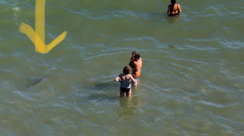Происшествия: Соцсети шокированы фотографиями акул, плещущихся в воде в нескольких метрах от ничего не подозревающих отдыхающих