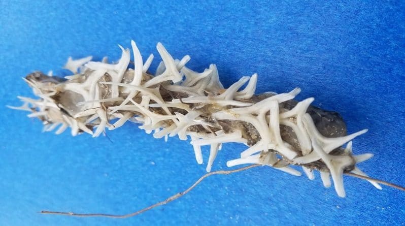 Досуг: К берегу США прибило загадочное червеподобное существо с шипами из костей, которое озадачило даже экспертов