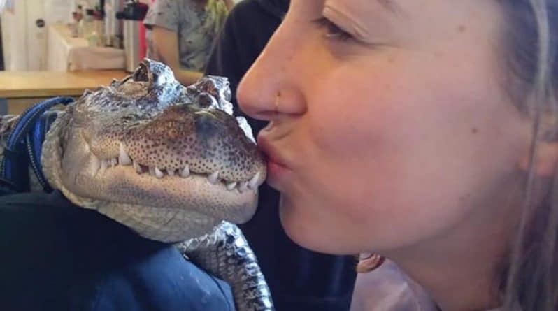 Досуг: Знакомьтесь с Уолли: это аллигатор-компаньон, и все, чего он хочет – поцеловать и обнять вас (видео)