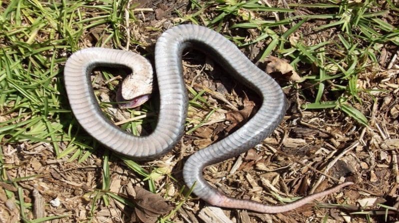 Полезное: Жителей восточных регионов страны предупреждают о «зомби-змее», способной притворяться мертвой