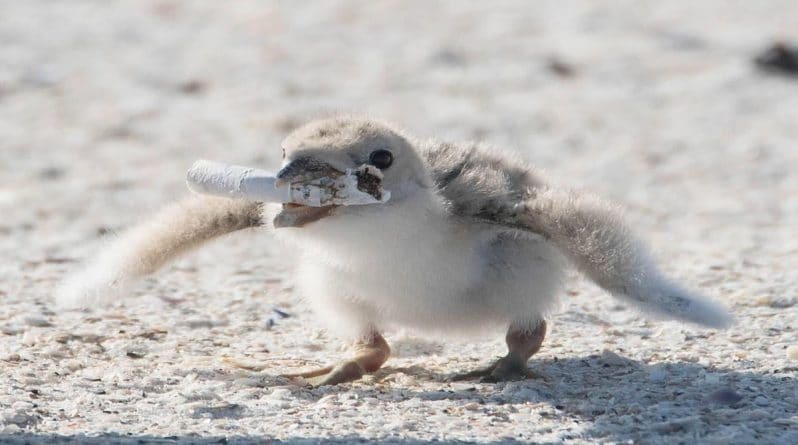 Полезное: Мир перевернулся: птица пытается покормить птенца окурком, брошенным на пляже