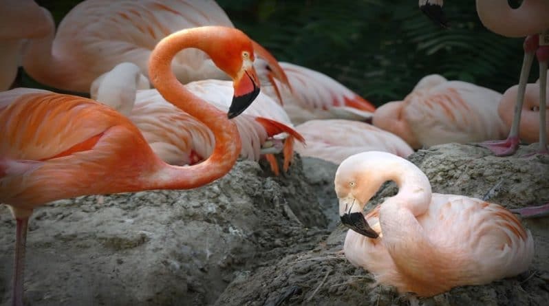 Досуг: Фредди Меркьюри и Лэнс Басс – в зоопарке Денвера появилась однополая пара фламинго