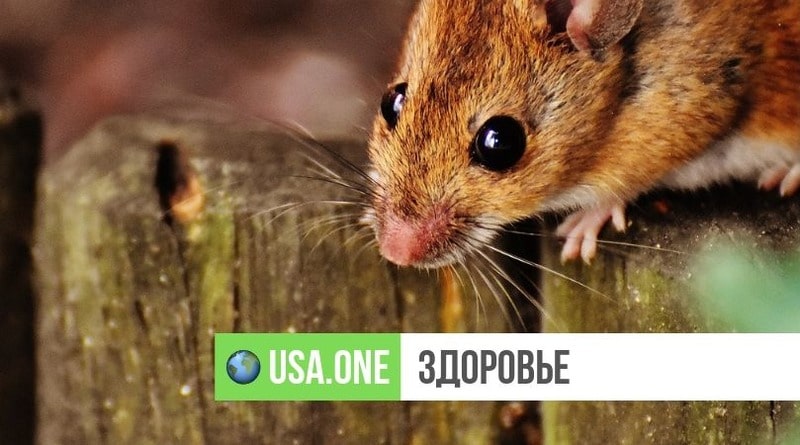 Здоровье: Американка умерла от редкой и опасной инфекции, которую распространяют мыши и крысы