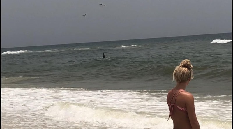 Видео: Четырехметровая акула-молот замечена на пляже Флориды, в паре метров от берега (видео)