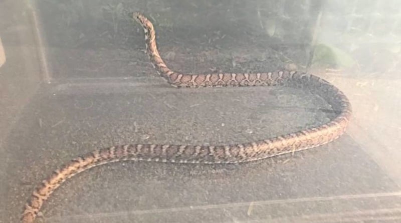 Происшествия: В Массачусетсе полутораметровая змея выползла из-под холодильника и укусила 9-месячного мальчика