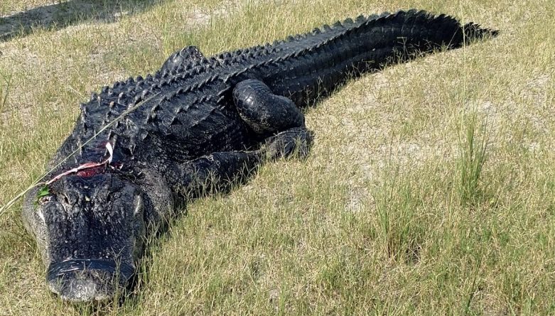 Происшествия: Жуткая находка: У аллигатора в пасти обнаружили часть тела пропавшего во Флориде мужчины