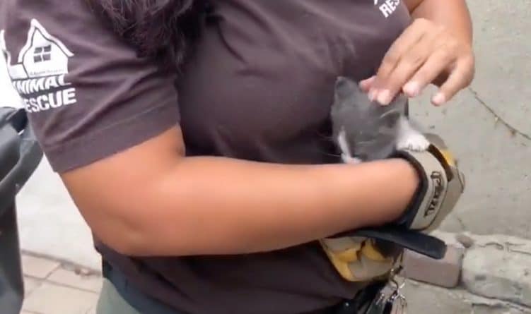 Локальные новости: Спасатели вытащили из каменной ловушки крошечного котенка, застрявшего между стен в Лос-Анджелесе