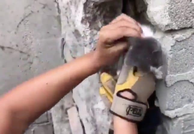 Локальные новости: Спасатели вытащили из каменной ловушки крошечного котенка, застрявшего между стен в Лос-Анджелесе