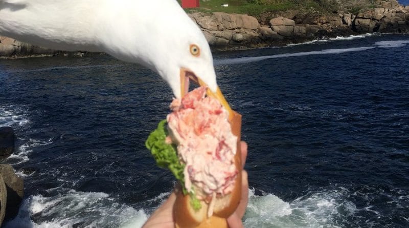 Локальные новости: Чайка буквально вырвала аппетитный ролл с лобстером из рук девушки, пока она пыталась сделать фото на побережье Мэна