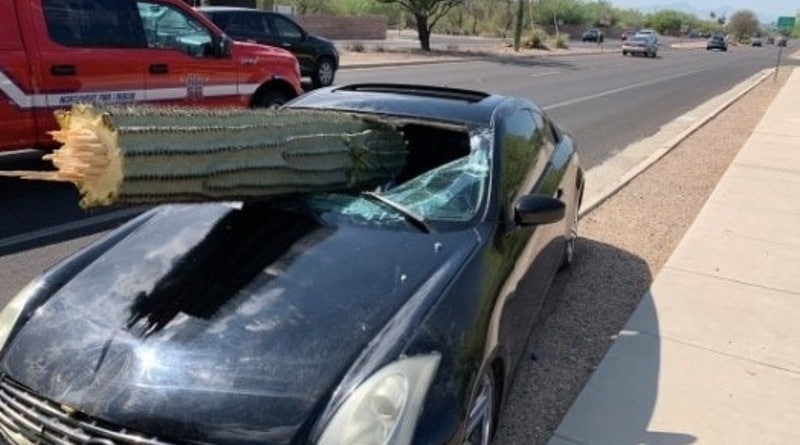 Происшествия: Чудесное спасение: кактус размером с дерево проткнул лобовое стекло автомобиля (фото)