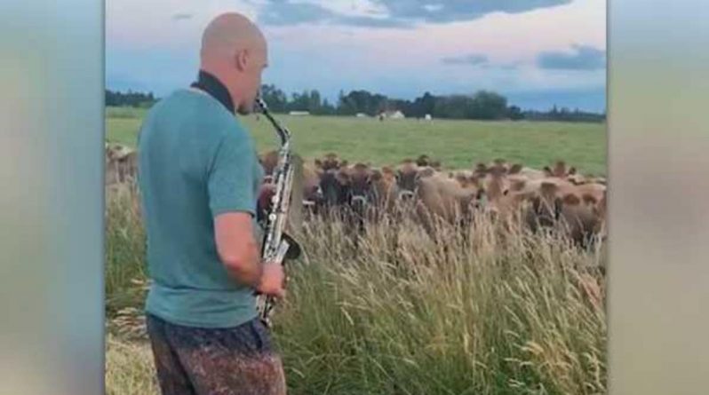 Досуг: Пользователей соцсетей умилило вирусное видео, на котором мужчина привлек стадо коров трогательными джазовыми композициями