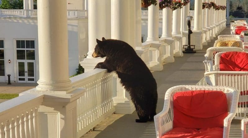 Досуг: Соцсети в восторге от вирусного снимка молодого медведя, любующегося закатом из отеля
