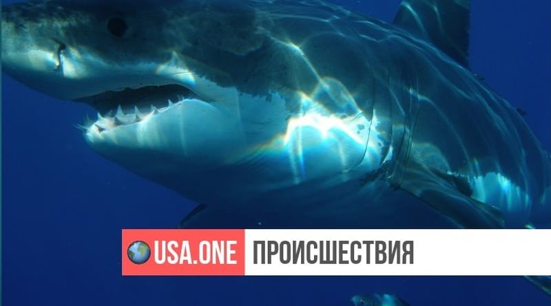 Видео: Огромная белая акула выпрыгнула из воды в сантиметрах от мальчика-рыбака и украла его улов (видео)