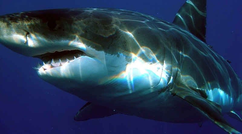 Локальные новости: Нью-Джерси «посетила» 3-метровая белая акула весом более 360 килограммов