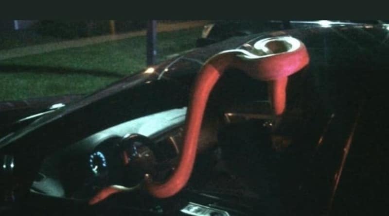 Локальные новости: В Денвере из машины с пьяным водителем выскользнула 4,5-метровая змея (фото)