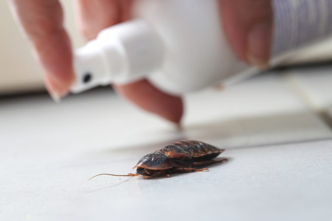 Полезное: Американские ученые выяснили, что тараканы эволюционируют — и скоро будут практически неубиваемы