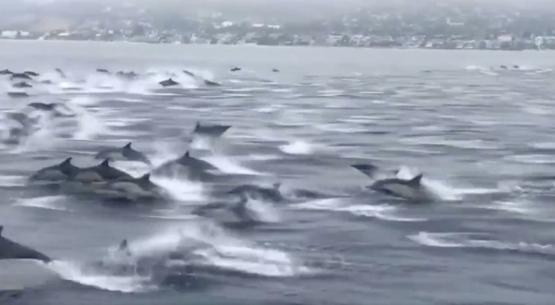 Локальные новости: Завораживающее зрелище: Сотни дельфинов проплыли рядом с лодкой у берегов Калифорнии