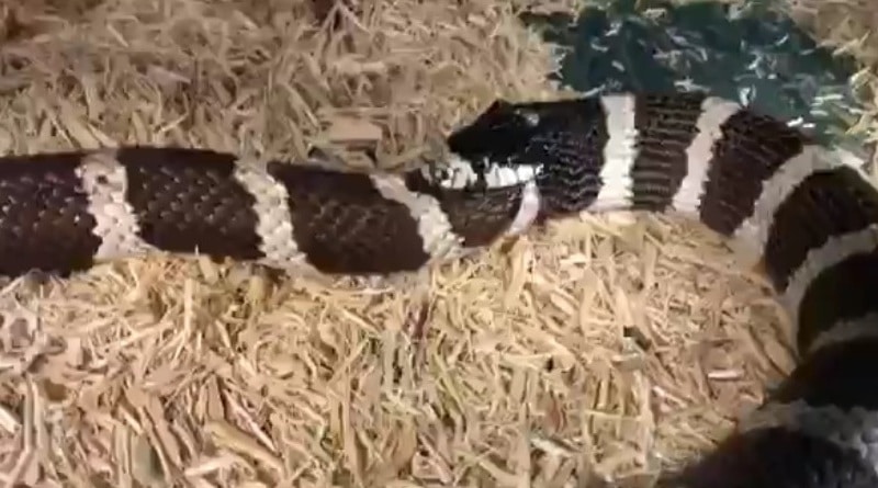 Локальные новости: В США змея свернулась в кольцо и начала есть себя, проглотив почти половину тела (видео)