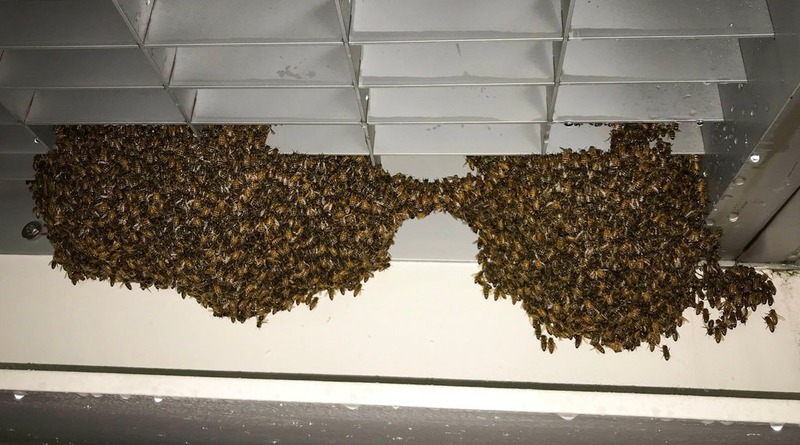 Локальные новости: Терминал паромов в Нью-Йорке на Статен-Айленде «оккупировали» 25 тысяч пчел (фото)