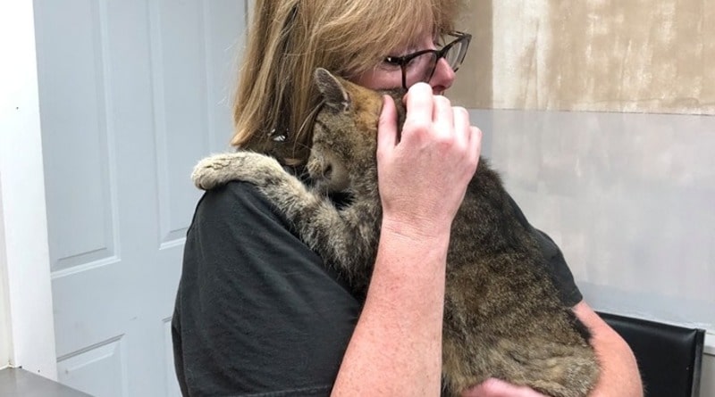 Локальные новости: Трогательная встреча: кот, потерявшийся 11 лет назад, нашелся и вернулся к любящей хозяйке (фото)