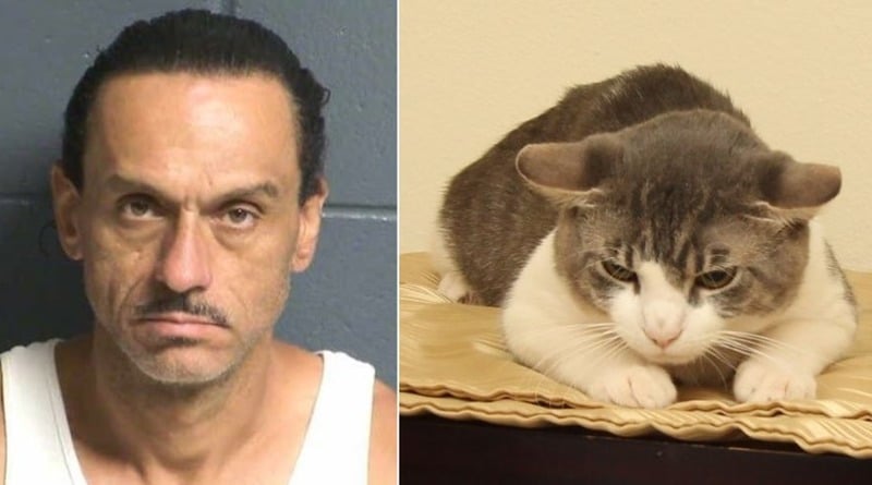 Закон и право: Мужчина душил своего кота и насильно накормил питомца метамфетамином