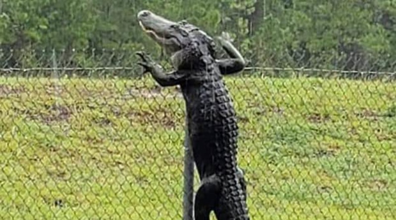 Локальные новости: Аллигатор во Флориде перелез через высокий забор, а второй спокойно плавал по затопленным улицам (видео)