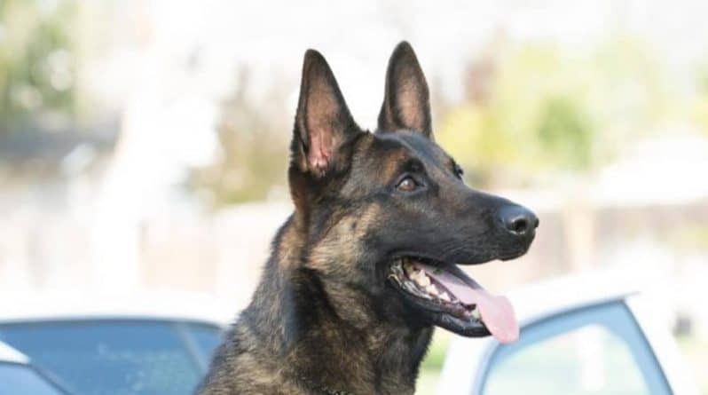 Происшествия: Служебную собаку нашли мертвой после того, как кинолог оставил ее одну в душной полицейской машине
