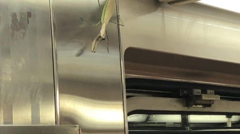 Происшествия: Пассажиров нью-йоркского метро терроризирует «гигантский» богомол