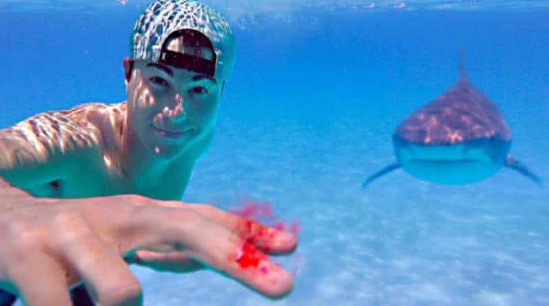 Досуг: Видео: блогер опытным путем проверил, могут ли акулы почуять кровь за несколько километров