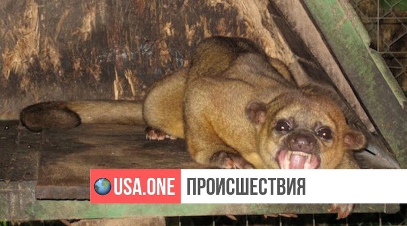 Локальные новости: В США мужчину атаковало экзотическое животное с острыми зубами – кинкажу