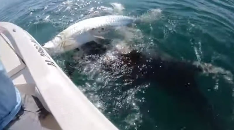 Видео: Огромная акула-молот появилась из глубин и набросилась на добычу рыбака, которую он держал в руках (видео)